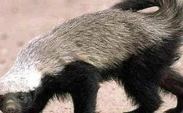 Quiz Mustelides