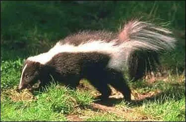 Quel est ce mustlid ?