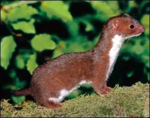 Quel est ce mustlid ?