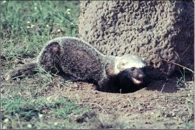 Quel est ce mustlid ?