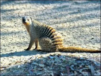 Quel est ce mustlid ?