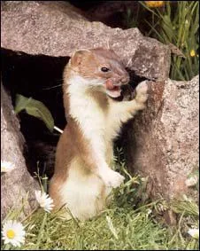 Quel est ce mustlid ?