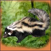 Quel est ce mustlid ?