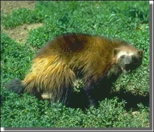 Quel est ce mustlid ?