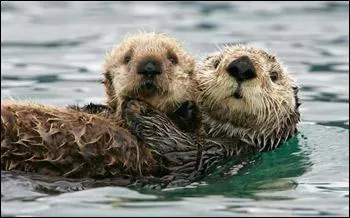 Quels sont ces mustlids ?