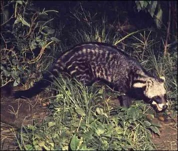 Quel est ce mustlid ?