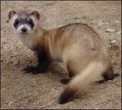 Quel est ce mustlid ?