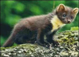 Quel est ce mustlid ?