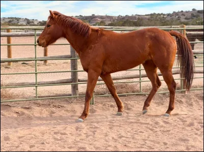 Comment s'appelle cette allure ?