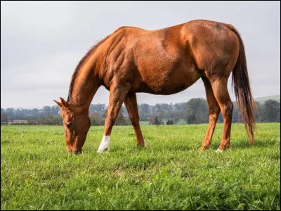 Laquelle de ces allures n'est pas naturelle chez le cheval ?