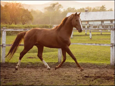 Le trot est une allure &agrave;...