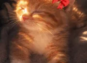 Test Quel chat es-tu vraiment ? 🍓