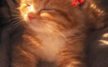 Quiz Test de personnalit�