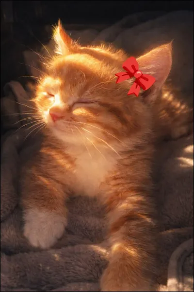 &Agrave; toi, &eacute;l&eacute;gant inconnu� mes salutations, Ici, ce chemin te montrera les traits cach&eacute;s de ta nature ainsi tu verras &eacute;galement &agrave; quoi tu ressemblerais en &eacute;tant dans une &acirc;me f&eacute;line. Voici le commencement : Il est 22 h� que fais-tu ?