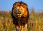 Quiz Vrai ou faux sur les animaux