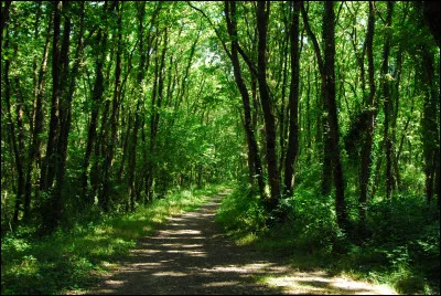 La for&ecirc;t repr&eacute;sente 29% du territoire fran&ccedil;ais.