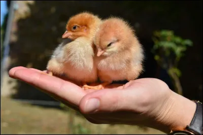 Que penses-tu de cette image ?