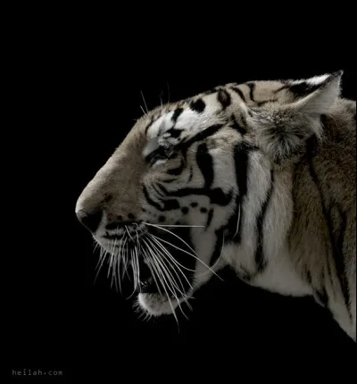 Qui chante le titre &laquo;&nbsp;Ninja &raquo; ?