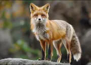 Quiz Renard