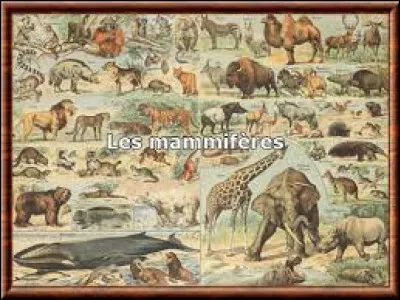 Quel est le mammif&egrave;re le plus mortel ?