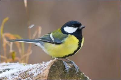 Quel oiseau peut transporter une proie pesant plus de son poids ?