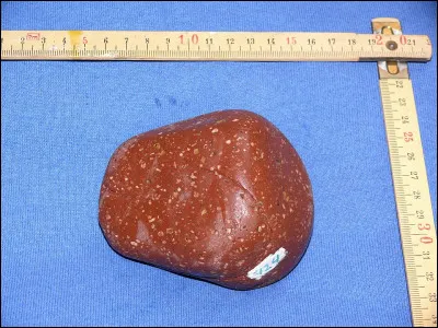 L'oiseau appel&eacute; tal&egrave;ve sultane porte &eacute;galement le nom de...