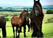 Quiz Quiz sur le monde de l'�quitation !