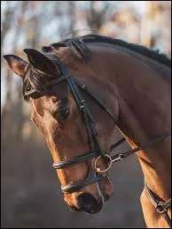 Quelle est cette muserolle ? (2)