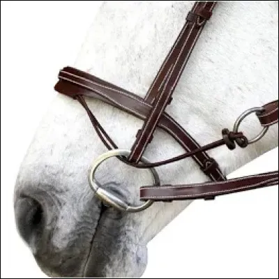 Quelle est cette muserolle ?