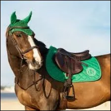 Comment s�appelle l'objet que ce cheval porte sur ses oreilles ?