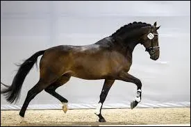 Quelle est cette race ?