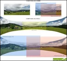 Quel est l'angle de vue d'un cheval ?