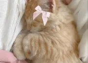 Test Quel chat es-tu vraiment ? 🩰 (2)