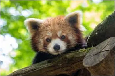 Tu pr&eacute;f&egrave;res...