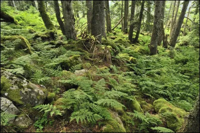 Une for&ecirc;t qui n�a jamais &eacute;t&eacute; exploit&eacute;e est une for&ecirc;t :