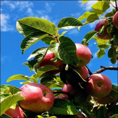 Qui a d&eacute;couvert l�attraction universelle en recevant une pomme sur la t&ecirc;te ?