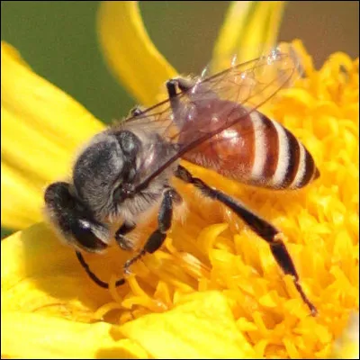 Quel mot d&eacute;signe l�&eacute;levage des abeilles ?