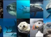 Quiz Les cr�atures marines