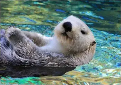 Quel animal marin poss&egrave;de une carapace compos&eacute;e de plaques osseuses soud&eacute;es ?