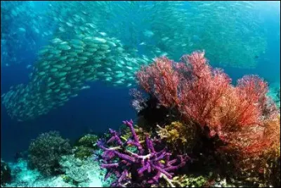 Quel animal utilise un jet d�eau pour assommer ou attraper ses proies ?