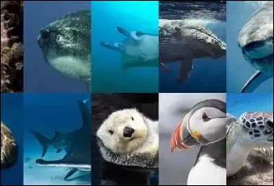 Quel est l'animal marin le plus grand ?