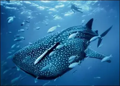 Quelle cr&eacute;ature marine est connue pour sa transparence presque totale ?