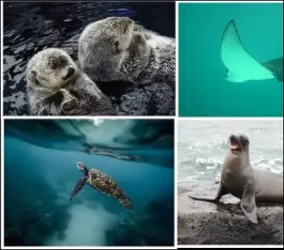 Quel mammif&egrave;re marin peut plonger jusqu�&agrave; 3 000 m&egrave;tres de profondeur ?