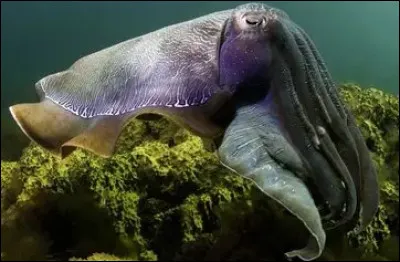 Quel est le plus rapide des animaux marins ?