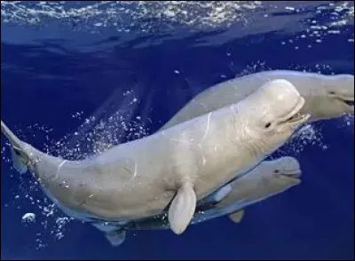 Quel animal utilise un coquillage pour se prot&eacute;ger et transporter sa ''maison'' ?