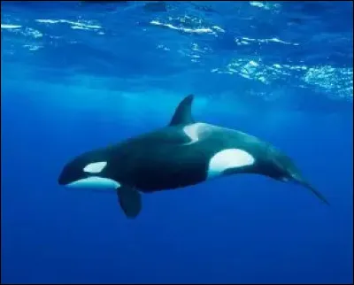 Quel petit animal marin peut produire une lumi&egrave;re naturelle appel&eacute;e bioluminescence ?