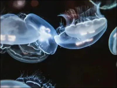 Quel animal marin poss&egrave;de trois c�urs ?