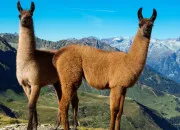 Quiz Culture'G� simplissime