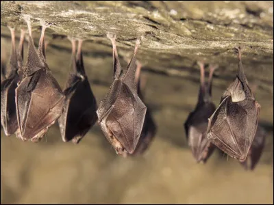 C'est parce que les chauves-souris sont aveugles qu'elles utilisent l'&eacute;cholocation.