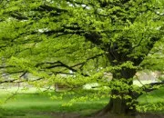 Quiz Des arbres et leurs fruits